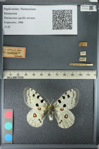 Media type: image;   Entomology 175433